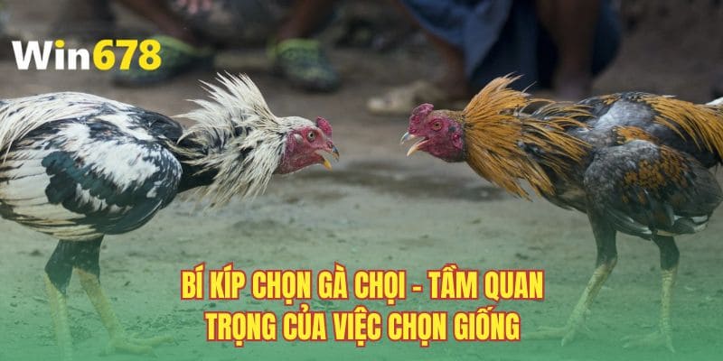 Bí kíp chọn gà chọi - Tầm quan trọng của việc chọn giống