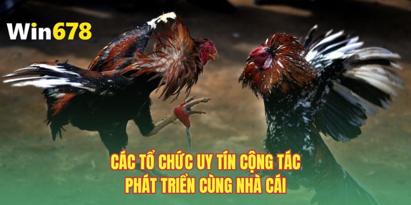 Các tổ chức uy tín cộng tác phát triển cùng nhà cái