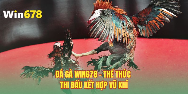 Đá gà WIN678 - Thể thức thi đấu kết hợp vũ khí
