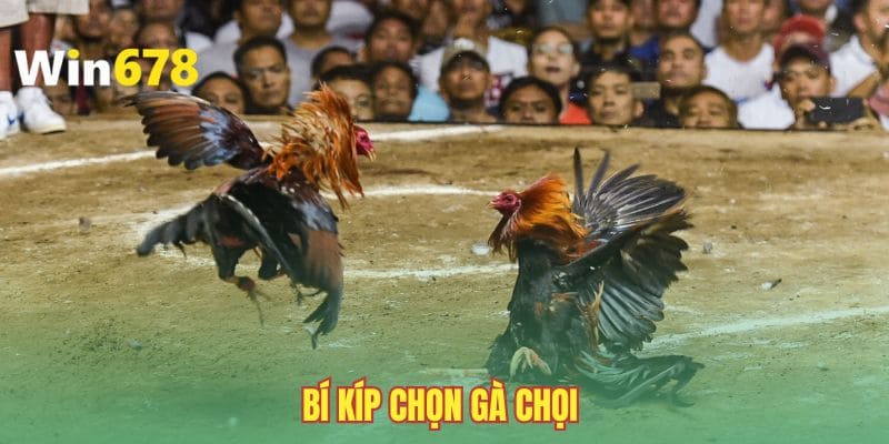 bi-kip-chon-ga-choi-kinh-nghiem-chia-se-boi-lao-lang