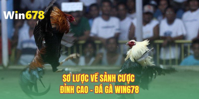 Sơ lược về sảnh cược đỉnh cao - Đá gà WIN678